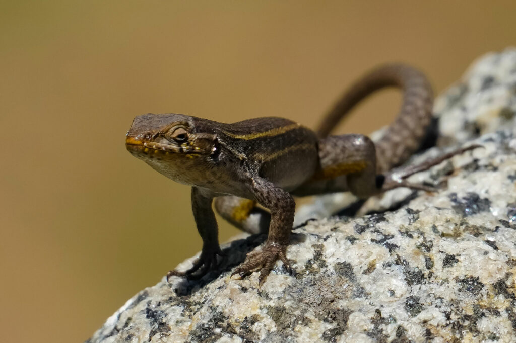 Lagarto Fuscus (Liolaemus fuscus). Créditos: Edrey Belmar.