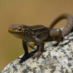 Lagarto Fuscus (Liolaemus fuscus). Créditos: Edrey Belmar.