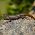 Lagarto Fuscus (Liolaemus fuscus). Créditos: Edrey Belmar.