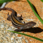 Lagarto Lemniscatus (Liolaemus lemniscatus). Créditos: Edrey Belmar.