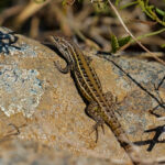 Lagarto Lemniscatus (Liolaemus lemniscatus). Créditos: Edrey Belmar.