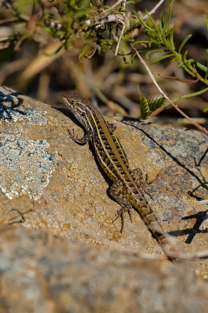 Lagarto Lemniscatus (Liolaemus lemniscatus). Créditos: Edrey Belmar.