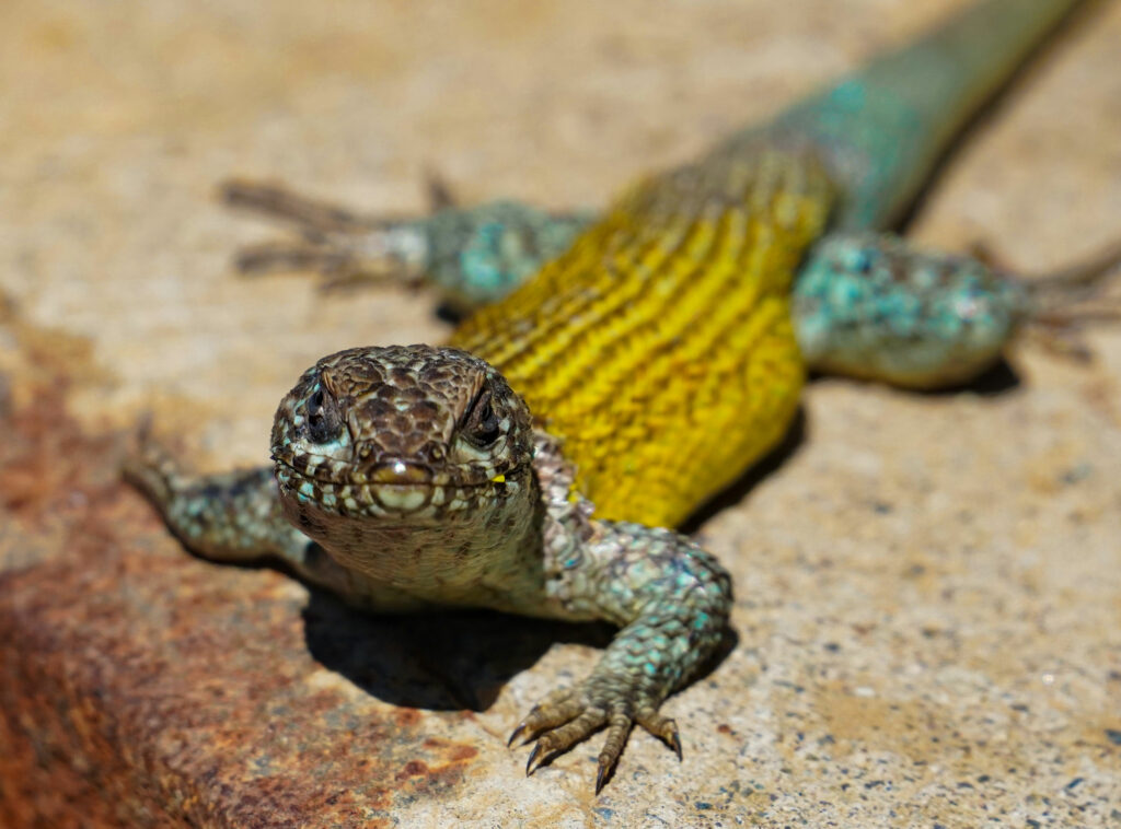 Lagarto Nítido (Liolaemus nítido). Créditos: Edrey Belmar.