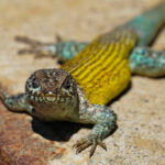 Lagarto Nítido (Liolaemus nítido). Créditos: Edrey Belmar.