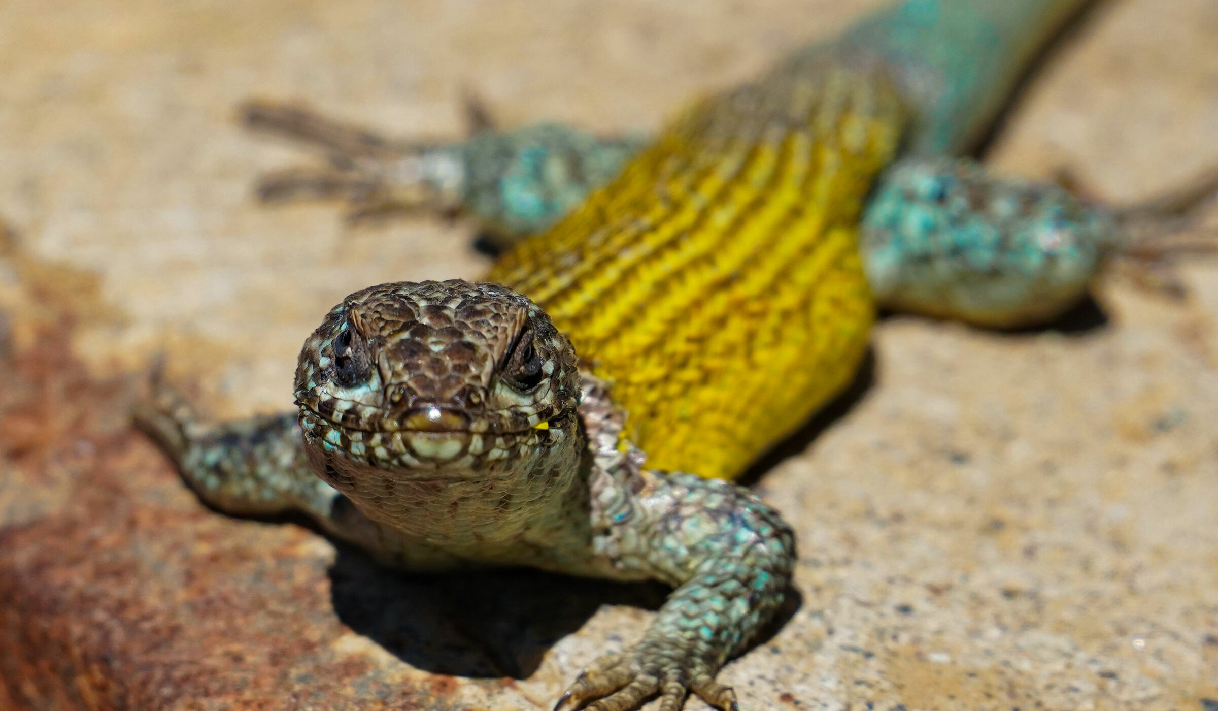 Lagartos y lagartijas de Chile: fotografiando a los reptiles más abundantes del país