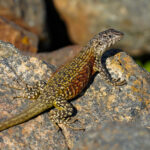 Lagarto Nítido (Liolaemus nítido). Créditos: Edrey Belmar.