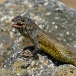 Lagarto Nítido (Liolaemus nítido). Créditos: Edrey Belmar.