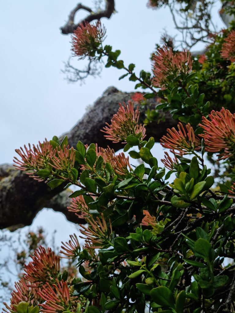 Redescubren una planta en Juan Fernández que estaba declarada como extinta | Ladera Sur