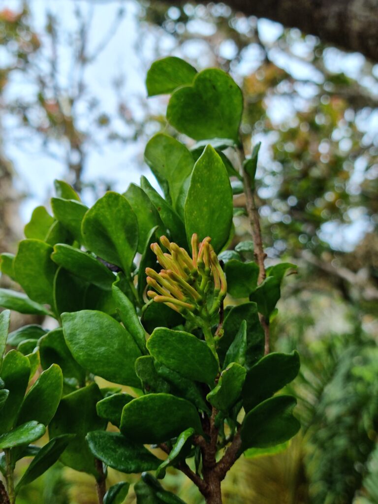 La planta Notanthera heterophylla es un arbusto hemiparásito.