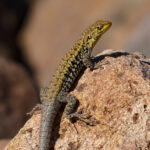 Lagarto Platei (Liolaemus nitidus). Créditos: Edrey Belmar.