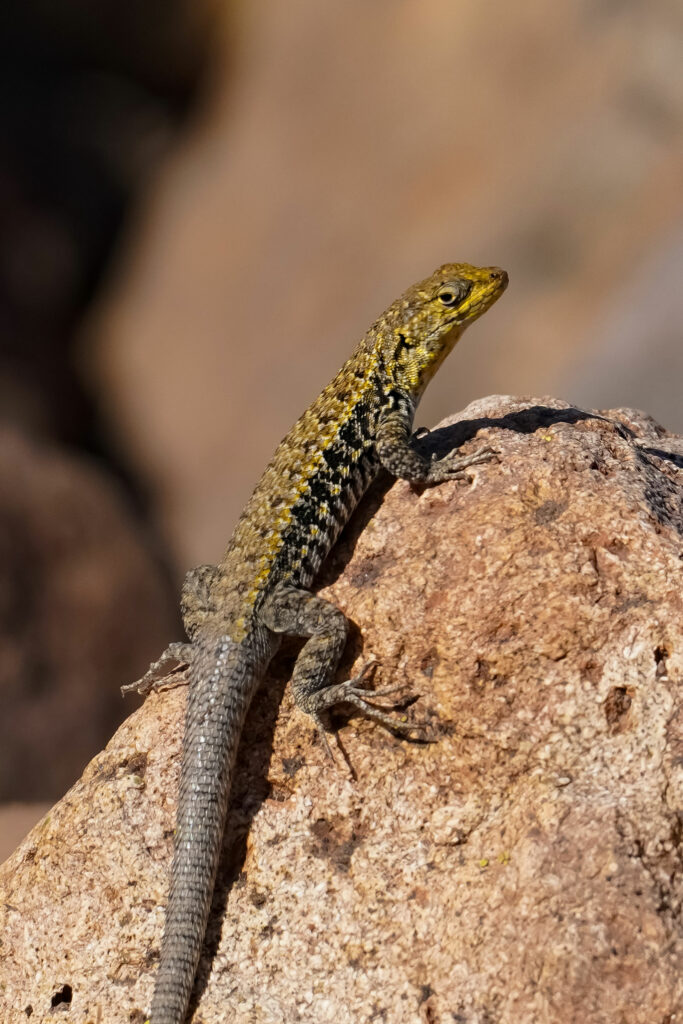 Lagarto Platei (Liolaemus nitidus). Créditos: Edrey Belmar.