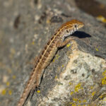 Lagarto Pseudolemniscatus (Liolaemus pseudolemniscatus). Créditos: Edrey Belmar.