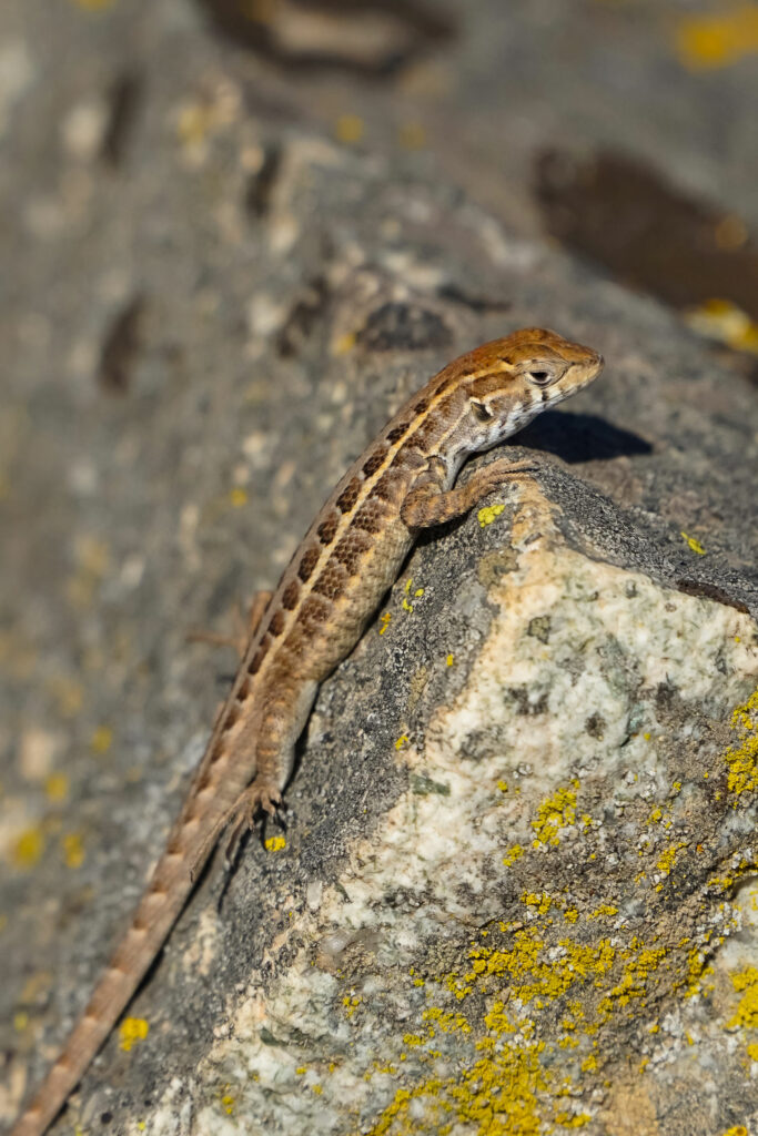 Lagarto Pseudolemniscatus (Liolaemus pseudolemniscatus). Créditos: Edrey Belmar.