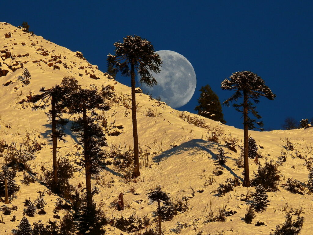 Puesta de luna junto a Araucarias en Molulco, Melipeuco, Araucanía. Créditos: Mono Andes