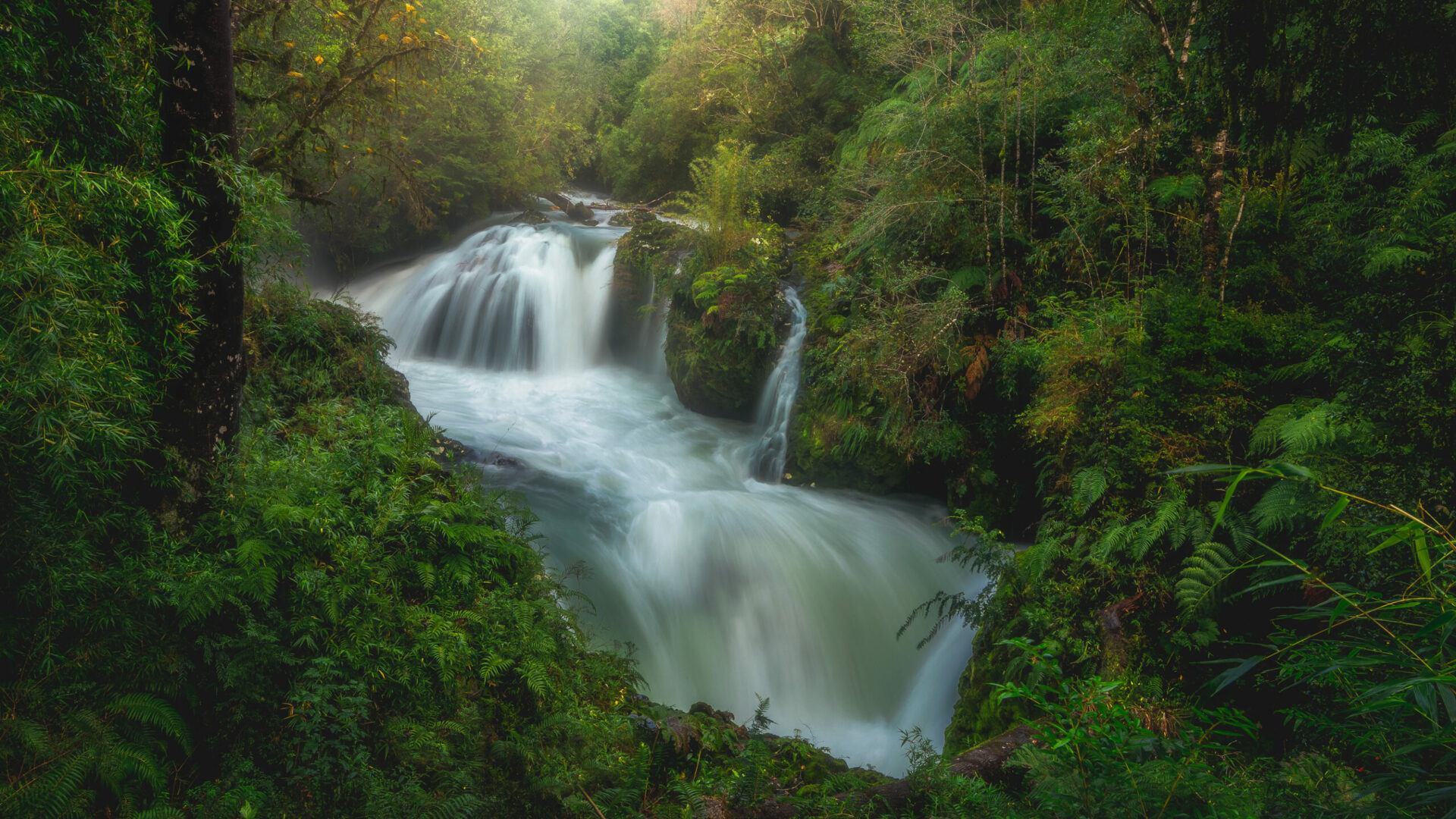 La selva valdiviana: única y resiliente ecorregión que sobrevive entre la deriva continental y las glaciaciones