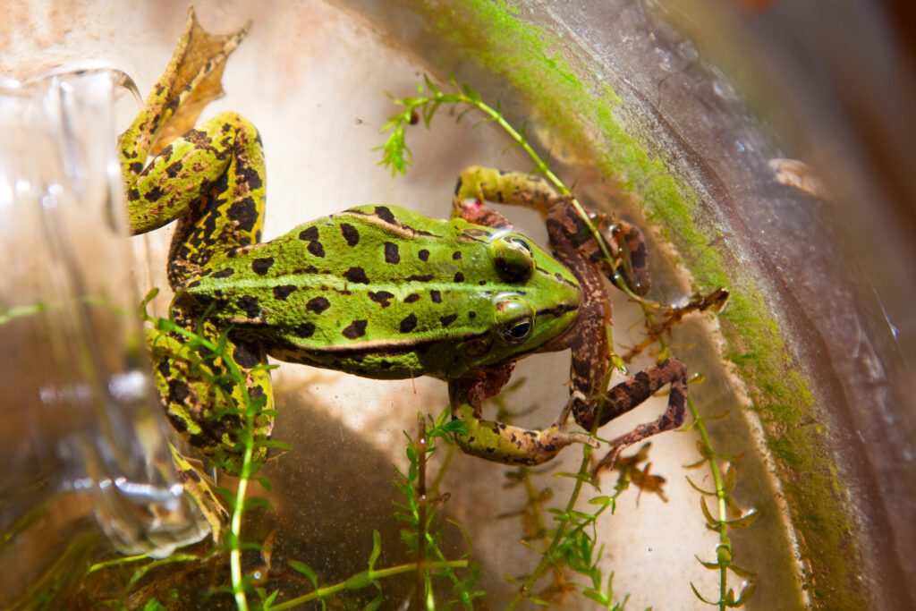 Rana Peloplylax kl. esculentus comiendo un individuo más pequeño. Créditos: Birute Vijeikiene / Shutterstock