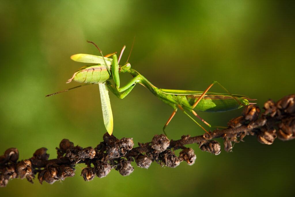 Mantis comiendo mantis. Créditos: Ondrej Prosicky / Shutterstock