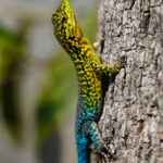 Lagarto Tenue (Liolaemus tenue). Créditos: Edrey Belmar.