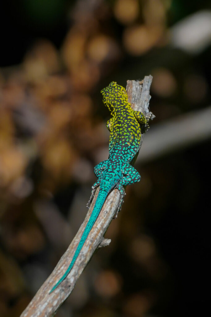 Lagarto Tenue (Liolaemus tenue). Créditos: Edrey Belmar.