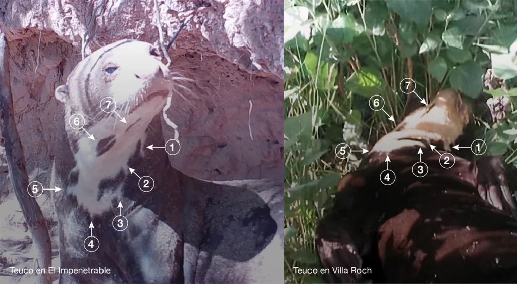 Las fotos tomadas a Teuco en el Chaco y en Buenos Aires permiten identificar las semejanzas en el dibujo de sus manchas. Fotos: Fundación Rewilding Argentina (izquierda) y Claudia Curi (derecha).