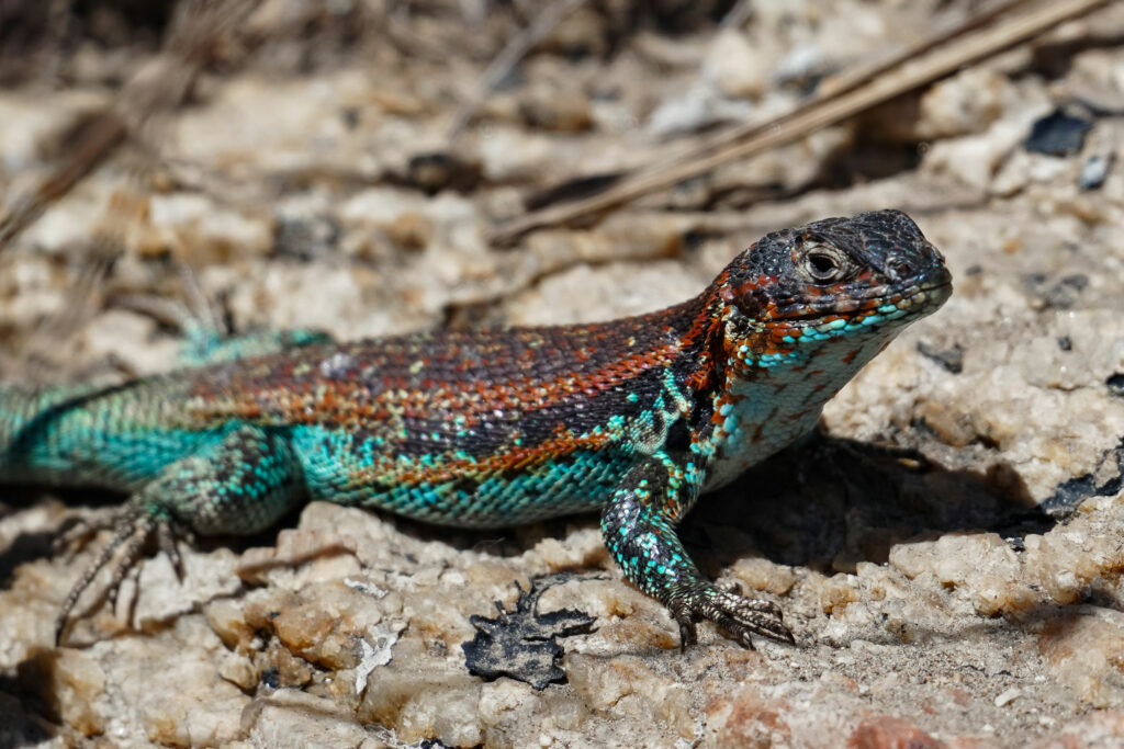 Lagarto Zapallar (Liolaemus zapallar). Créditos: Edrey Belmar.