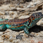 Lagarto Zapallar (Liolaemus zapallar). Créditos: Edrey Belmar.