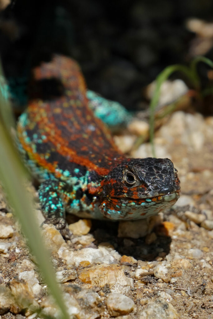 Lagarto Zapallar (Liolaemus zapallar). Créditos: Edrey Belmar.