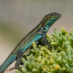 Lagarto Zapallar (Liolaemus zapallar). Créditos: Edrey Belmar.