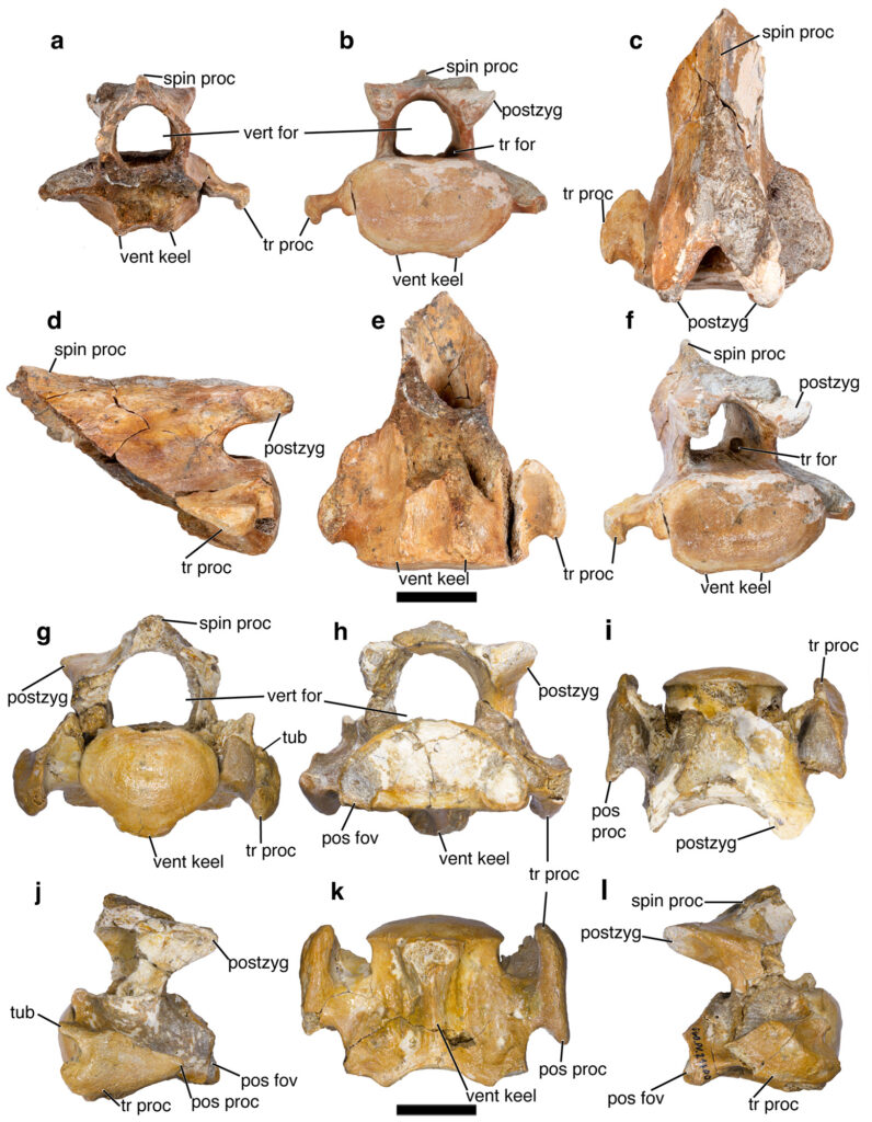 Piezas de macrauquénido encontradas en Atacama.