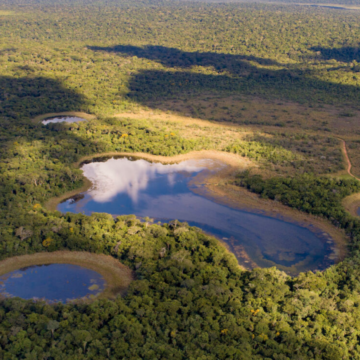 Los esfuerzos de Brasil, Paraguay y Argentina para restaurar el Bosque Atlántico