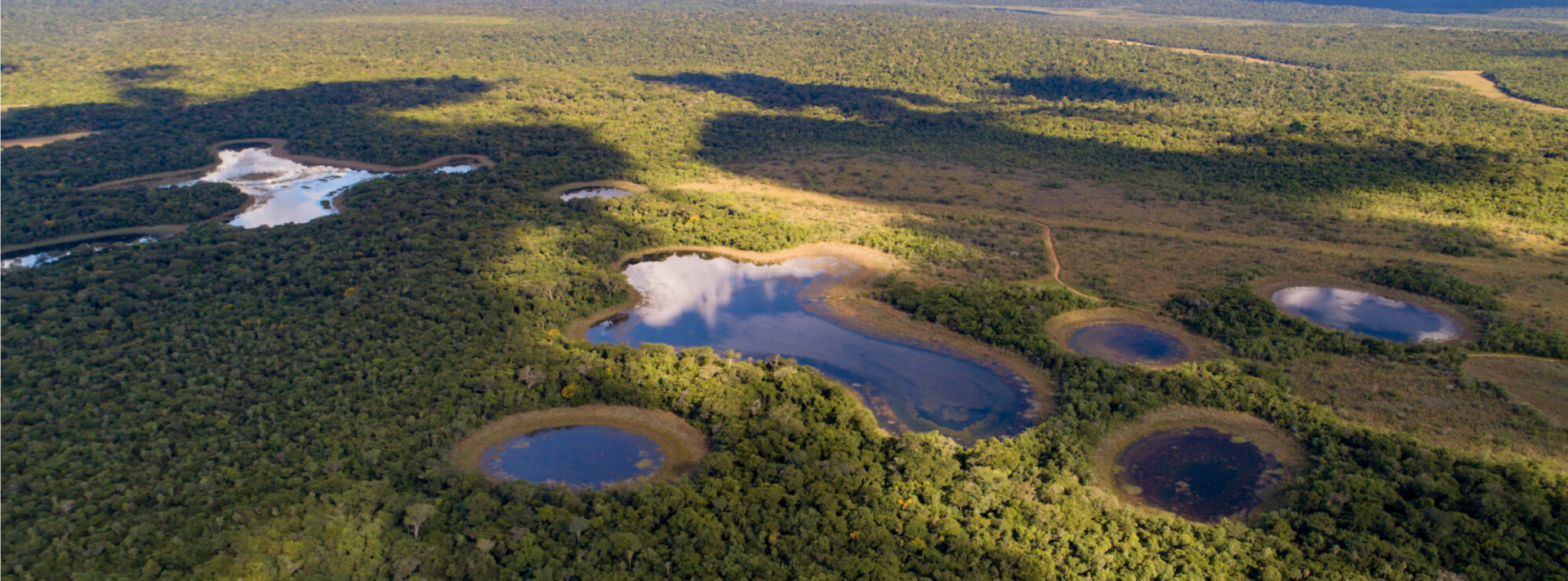 Los esfuerzos de Brasil, Paraguay y Argentina para restaurar el Bosque Atlántico