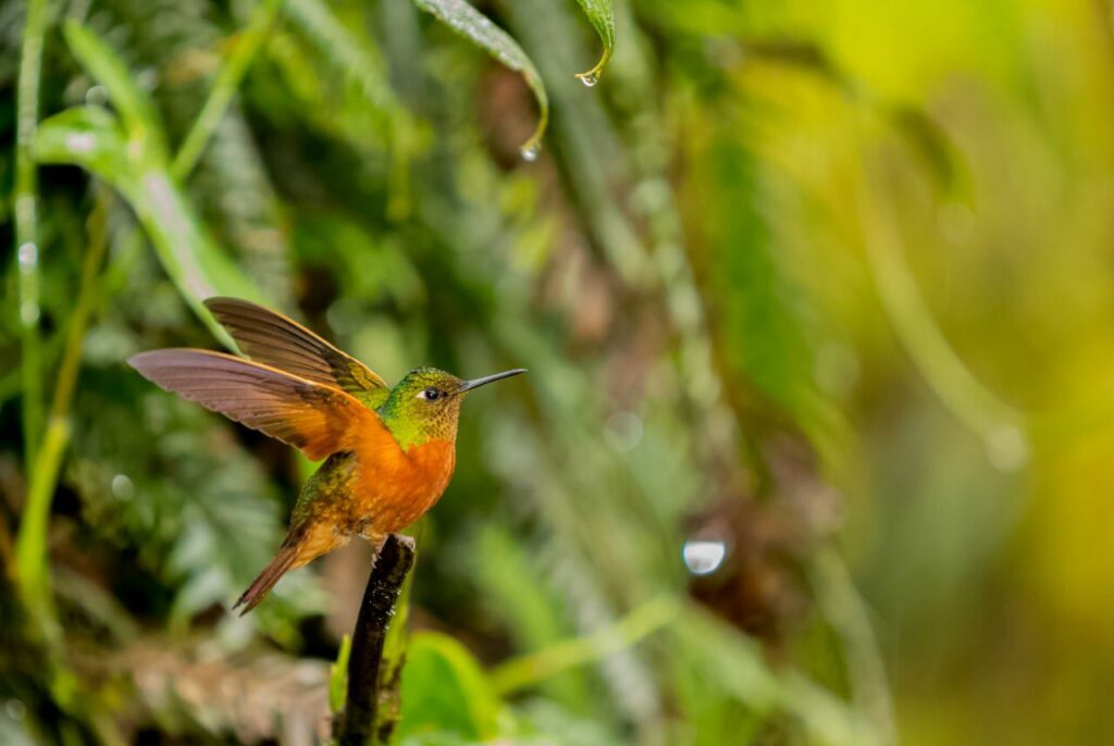Colibrí de pecho rojo (Boissonneaua matthewsii). Foto: Byron Puglla