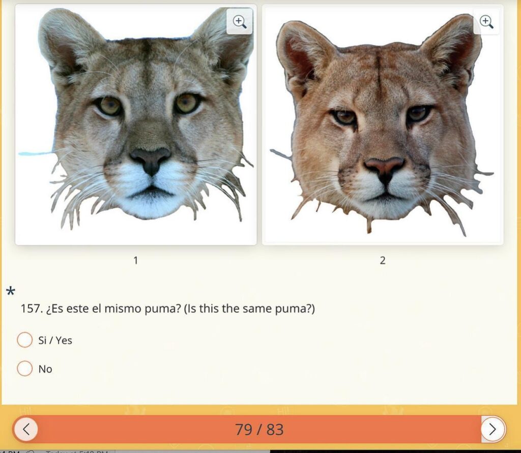 Una captura de pantalla de la encuesta en línea en la que se preguntó a los participantes si dos fotografías eran del mismo puma. En este caso, la respuesta correcta en el no.