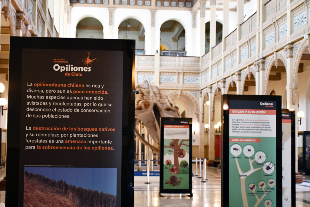 Exhibición «Opiliones de Chile, ni arañas ni cangrejos» MNHN