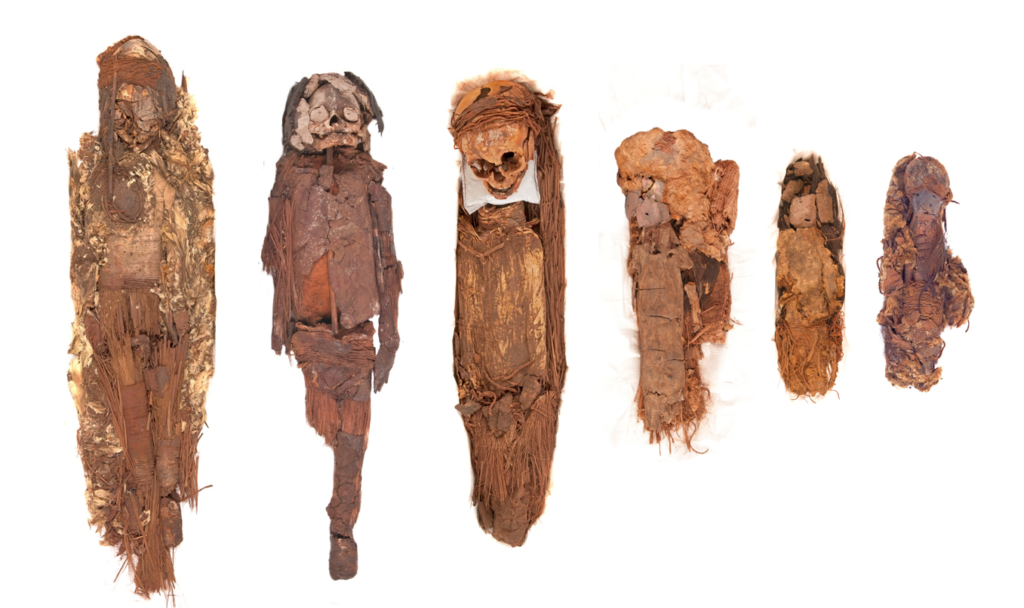 Cuerpos de la Colección Chinchorro Max Uhle del Museo Nacional de Historia Natural. Créditos: ©Manuel Alarcón / MNHN