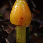 Hygrocybe conica. Créditos a Dinelly Soto
