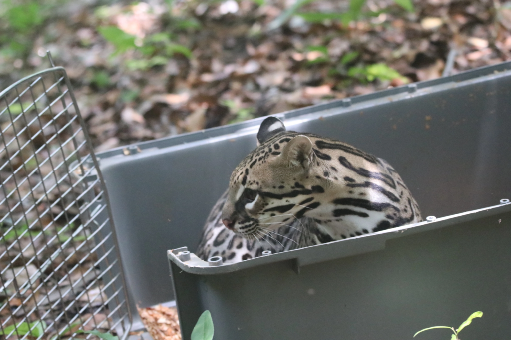 Ocelote (Leopardus pardalis) rehabilitado y liberado por ARCAS Guatemala. Foto: Alejandro Morales / ARCAS Guatemala.