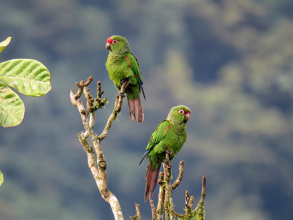 Un viaje por tres asombrosos refugios naturales que protegen aves en peligro de extinción