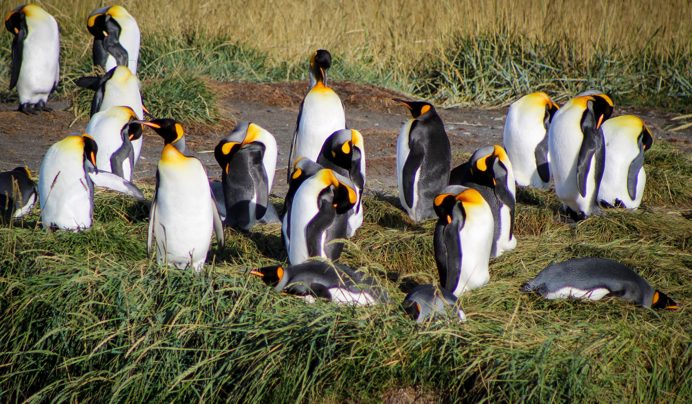 El Rey de Tierra del Fuego