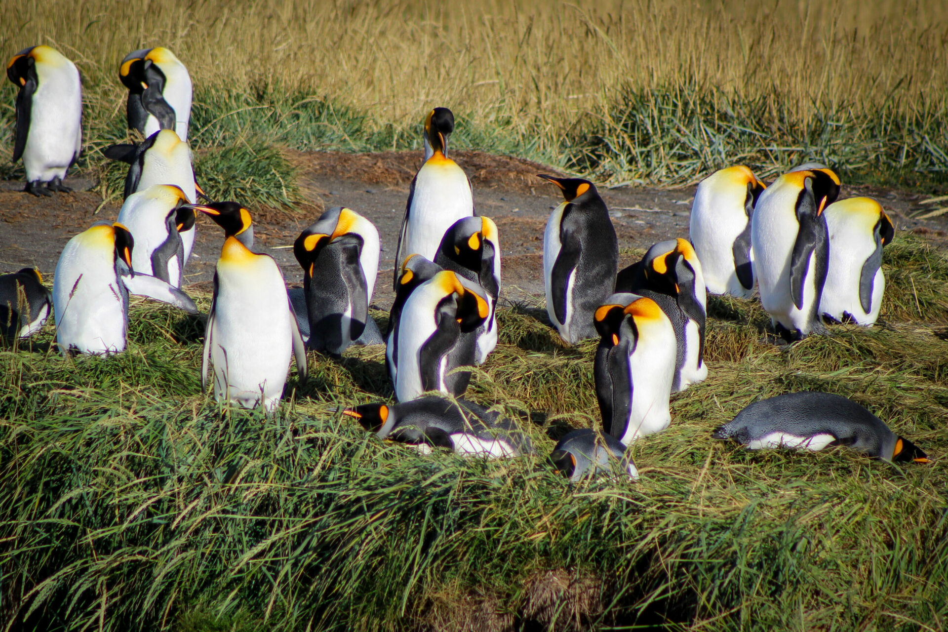 El Rey de Tierra del Fuego