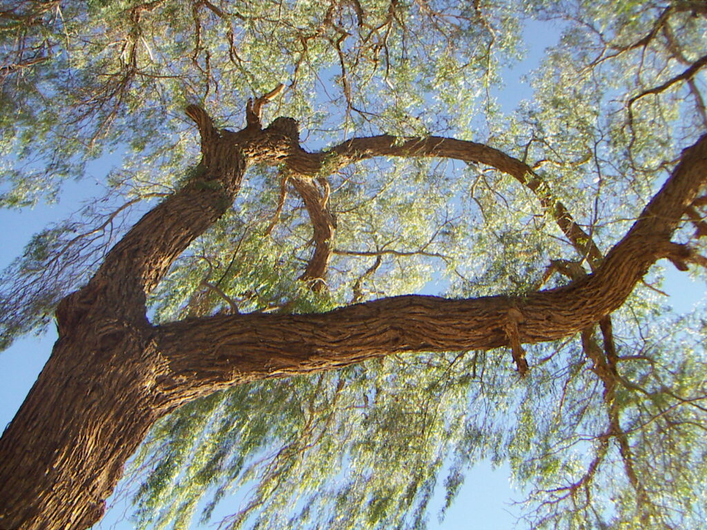 Prosopis Tamarugo