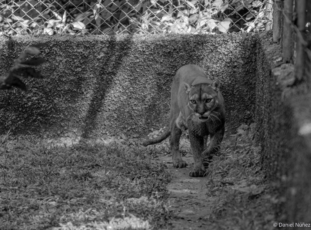 Un puma (Puma concolor) rescatado por ARCAS Guatemala, pero que tuvo que permanecer en sus instalaciones, ya que no fue apto para la liberación. Foto: Daniel Núñez.