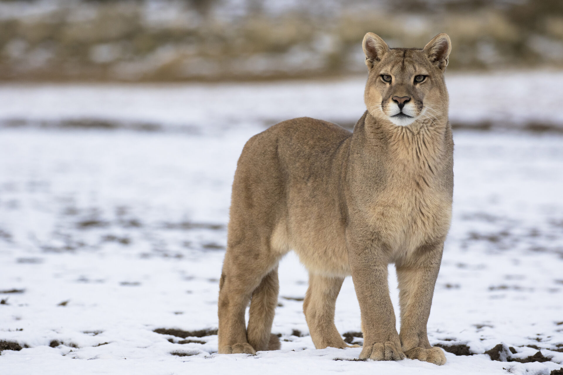 El ojo humano como competencia de la inteligencia artificial en la identificación de especies como el puma