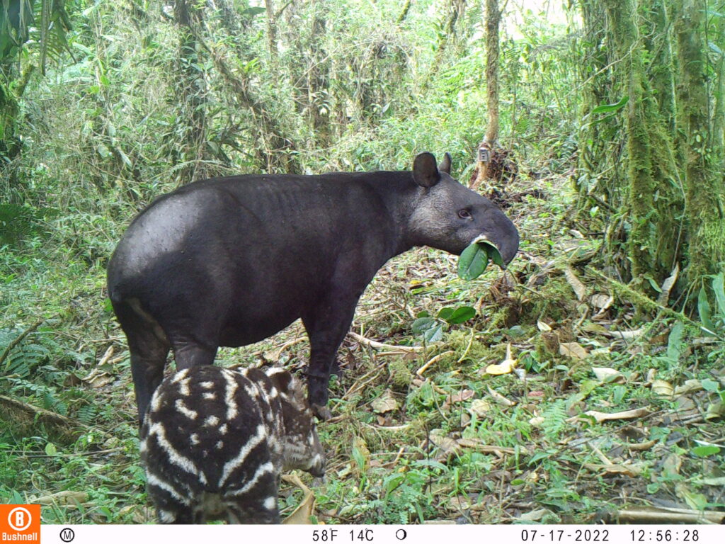 Tapir de montaña (Tapirus pinchaque) capturado por una cámara trampa en Tapichalaca. Foto: Fundación Jocotoco