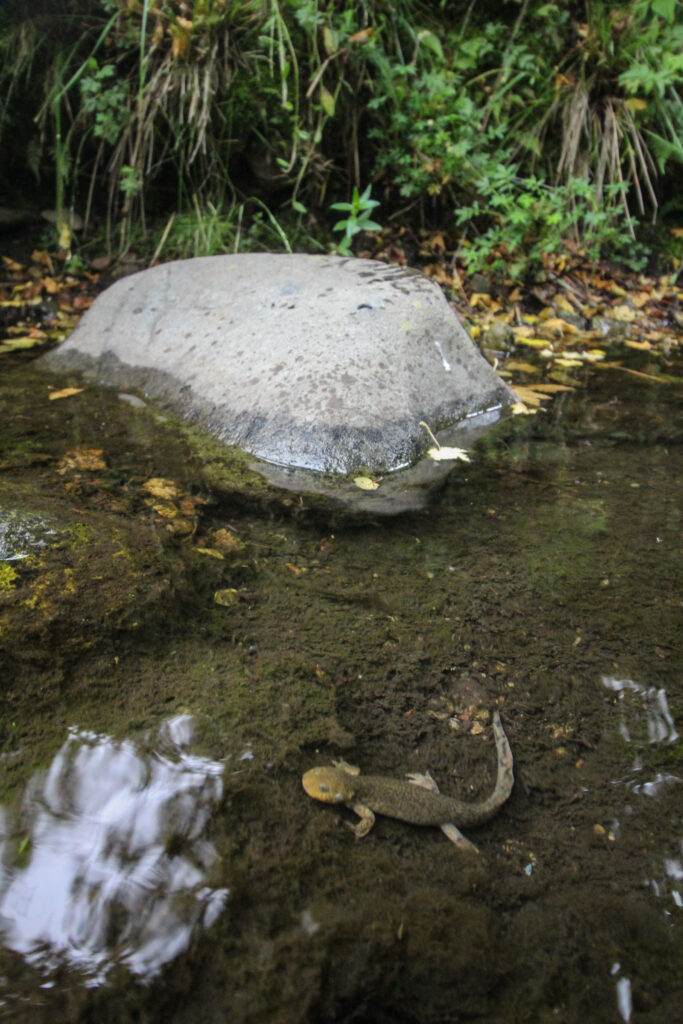 ajolote de arroyo de montaña en su hábitat natural