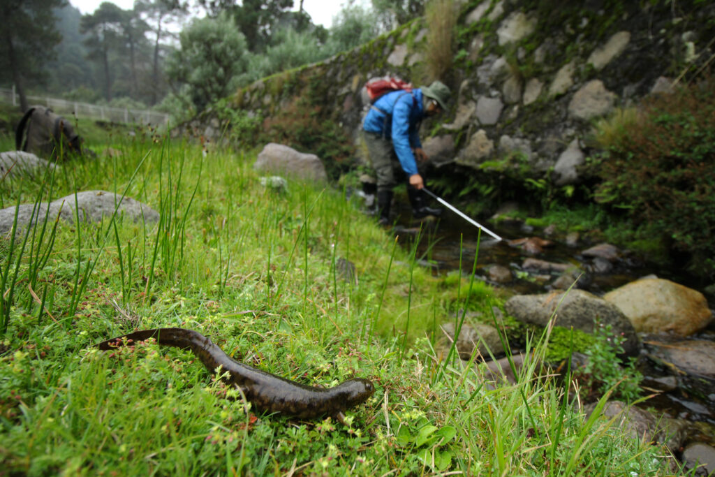 Ajolote de Arroyo de Montaña en estado de salamandra