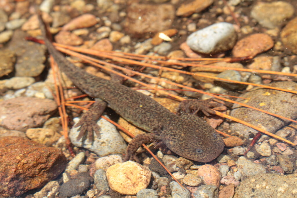 Ajolote de Arroyo de Montaña