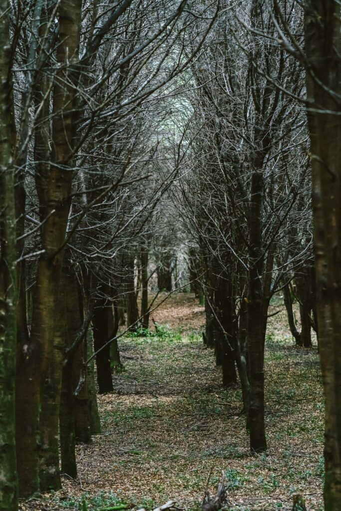 Reforestación en proyecto de Jeroen