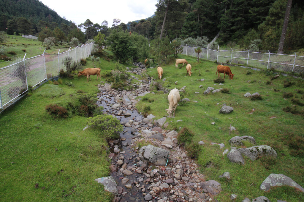 Arroyo, hábitat intervenido del ajolote de Arroyo de Montaña