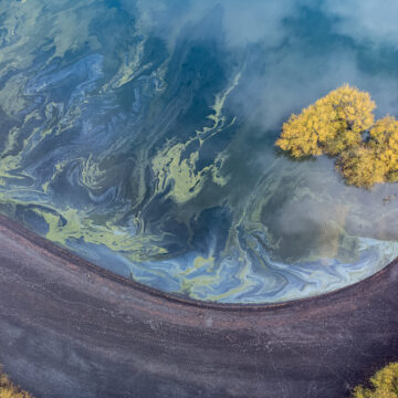Sigue el problema: Nuevo bloom de algas en lago Villarrica alerta a la comunidad